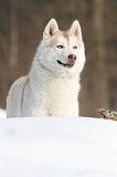 SIBERIAN HUSKY 186